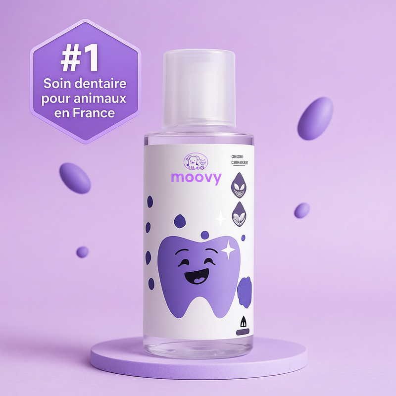 Bain de bouche Moovy Dental+