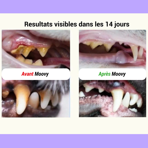Bain de bouche Moovy Dental+