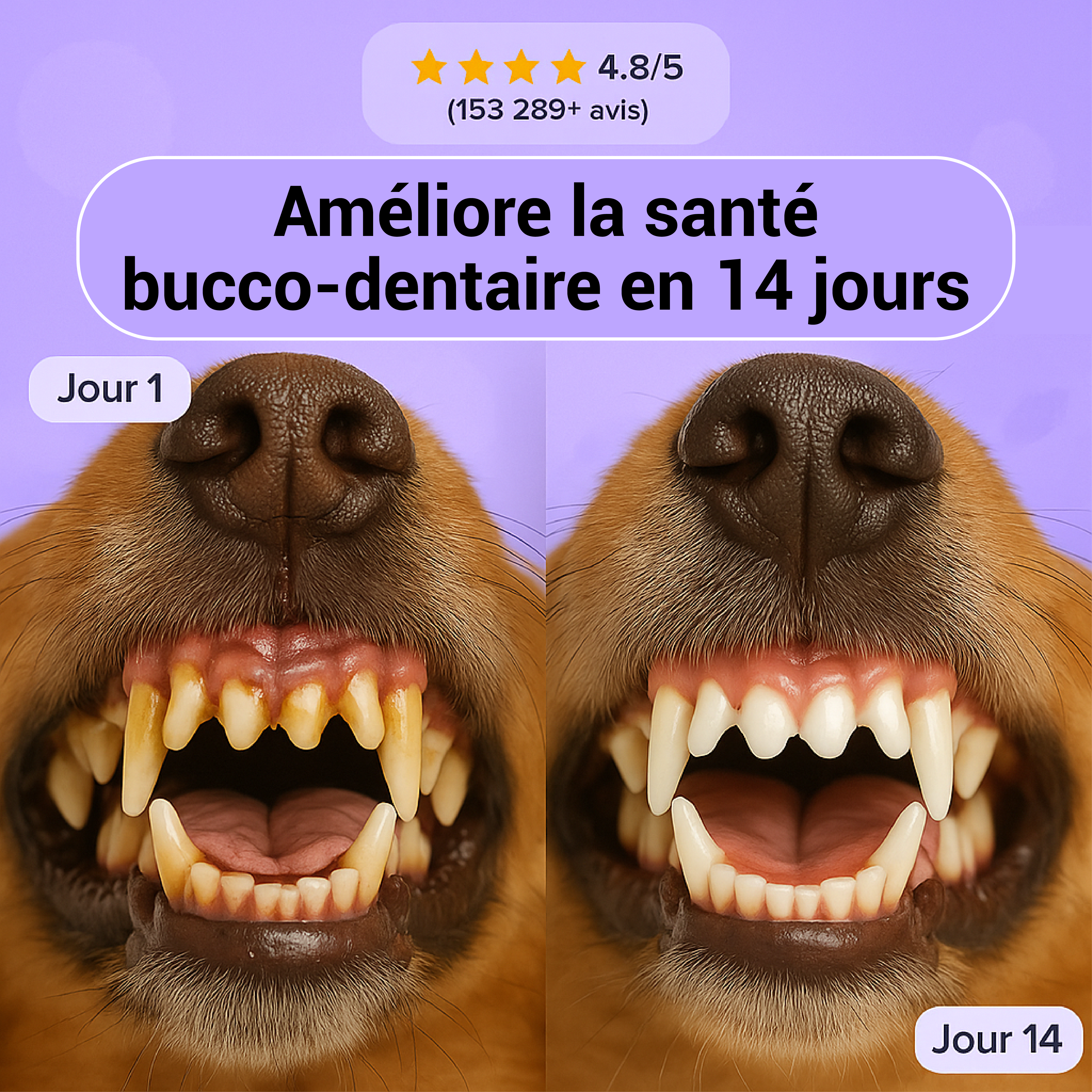 Bain de bouche Moovy Dental+