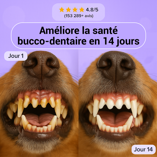 Bain de bouche Moovy Dental+