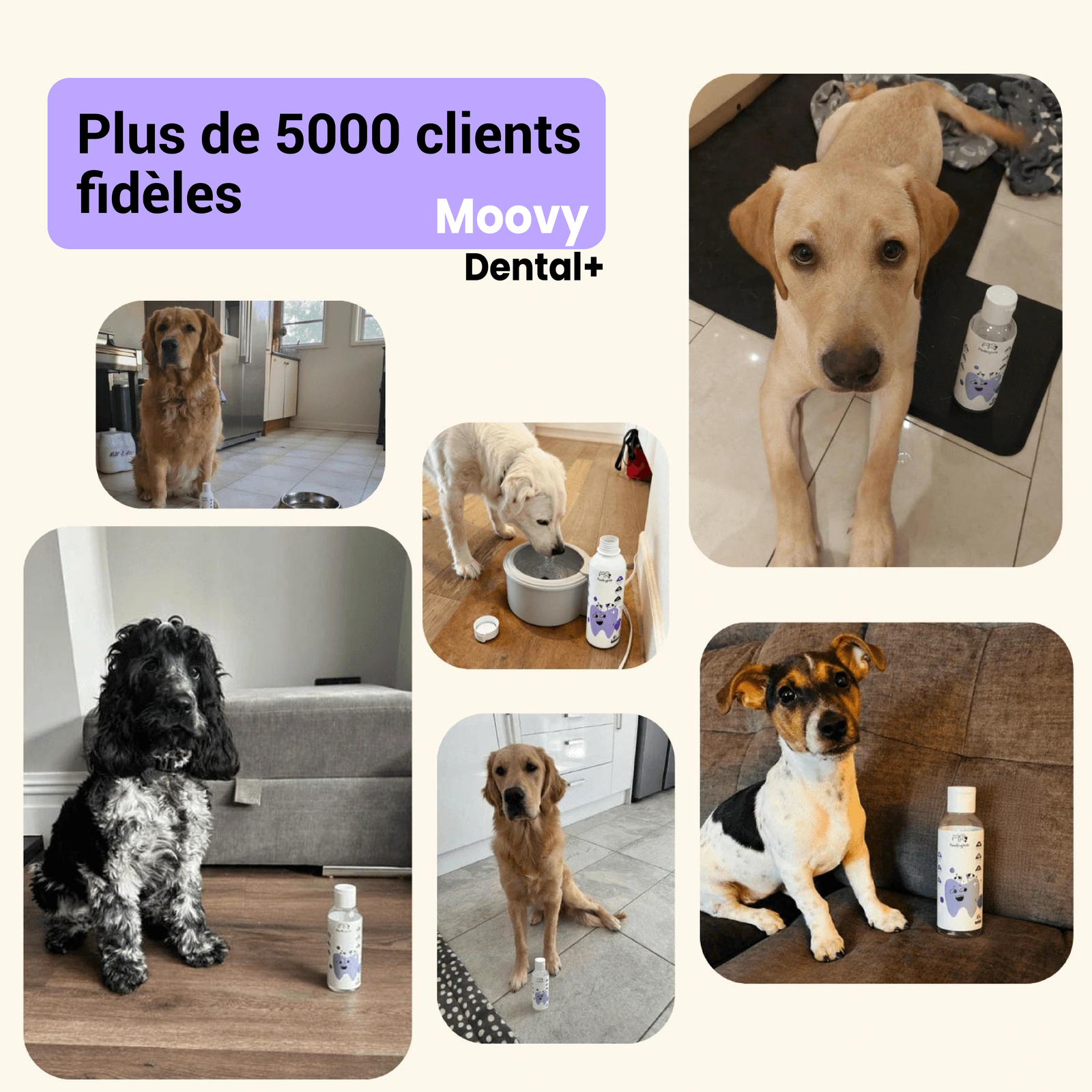 Ce qui rend notre Moovy Dental+ véritablement